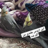 عروس هلندی گم شده