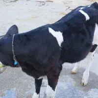 گاو گوساله|حیوانات مزرعه|کوهنانی, |دیوار