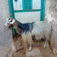 ۱عدد بز جوان برای قربانی کیلویی