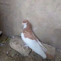 ماده یال زرد بشرط|پرنده|کازرون, |دیوار