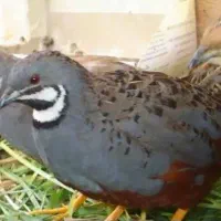 بلدرچین مینیاتوری