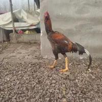 خروس لاری