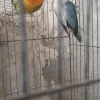 کتوله|پرنده|سراوان, |دیوار