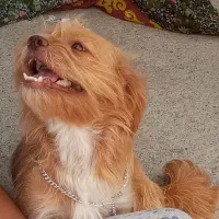 پاکوتا ماده|سگ|مراغه, |دیوار