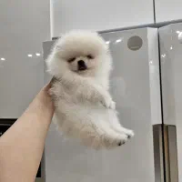 واگذاری سگ ژرمن گلدن پامر|سگ|ساری, |دیوار