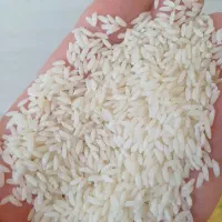 برنج سانمسوری