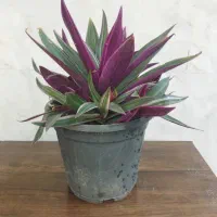 گل طبیعی|گل و گیاه طبیعی|رشت, دیانتی|دیوار