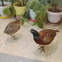 پرنده زینتی امریکایی سیلور بلژیکی و لیدی طاووس