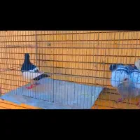 2تا نر سوراخ