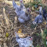 تخم نطفه دار گلین طوسی|حیوانات مزرعه|کرمانشاه, |دیوار