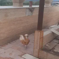 خروس پولند بوف اصیل|حیوانات مزرعه|نکا, |دیوار