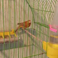 قناری ماده جوان مست|پرنده|مسجد سلیمان, |دیوار