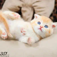 پت شاپ کیتی کتز/گربه اسکاتیش بریتیش پرشین هیمالین|گربه|تبریز, |دیوار