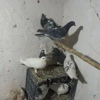 16عدد کبوتر خوب پرشی