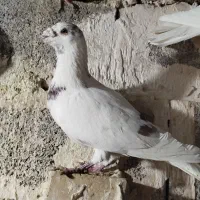 کفتر|پرنده|مشهد, شهرک مهرگان|دیوار