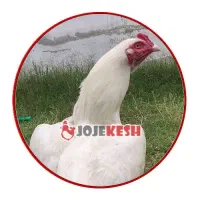 تخم لاری نطفه دار اصیل. دیدن ویدیو