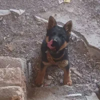 توله ژرمن نر