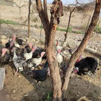 بوقلمون|حیوانات مزرعه|اندیمشک, |دیوار