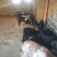 بزغاله نرو ماده چاق|حیوانات مزرعه|ملکشاهی, |دیوار