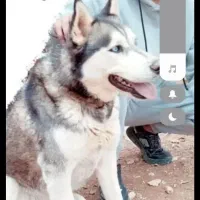 واگذاری سگ هاسکی باتربیت