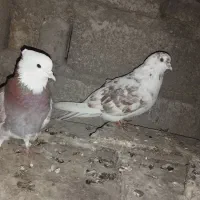 کبوتر فقط ی جای ب فروش می‌رسد