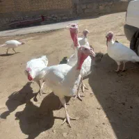 بوقلمون سفیدگوشتی