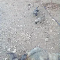 توله هایه سرابی نژاد خالص سراب|سگ|ایجرود, |دیوار