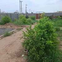 باغچه درخت دار برقدار در دزفول|فروش زمین و ملک کلنگی|اهواز, گلستان|دیوار