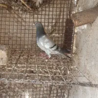 نر سبز|پرنده|زابل, |دیوار