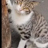 سرپرست دلسوز گربه