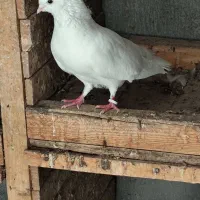 بازیکن|پرنده|برازجان, |دیوار