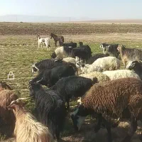 بز فروشی همه تکه خوردن از نربز پاکستانی دانه 8500