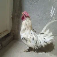 خروس گلین|حیوانات مزرعه|چهاردولی, |دیوار