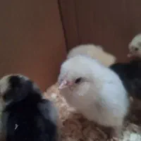 جوجه یک روزه دورگ برهما و مرندی