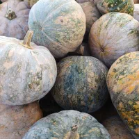 کویی محلی کیلویی 20تومن