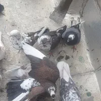 کفتر خوب ۱۲تا سالم و سلامت