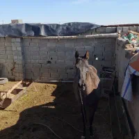 اسب ترکمن|اسب و تجهیزات اسب‌سواری|بیرجند, |دیوار