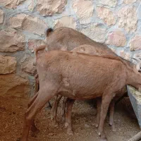 آلپاین|حیوانات مزرعه|شیراز, قلات|دیوار