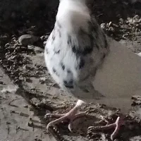 طوق سور نر معامله|پرنده|بم, |دیوار