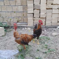 فروش خروس