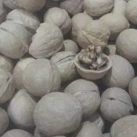 کالا برگ‌ برنج  وحبوبات