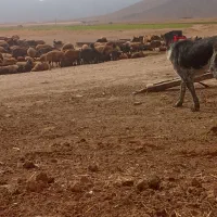 واگذاری توله قدرجانی