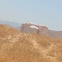 کاه گندم