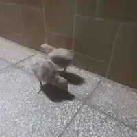 جوجه لاری