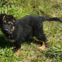 توله دو رنگ