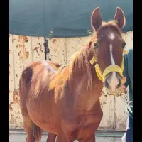 اسب نر|اسب و تجهیزات اسب‌سواری|حمیدیه, |دیوار