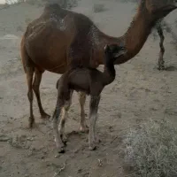 حیرنر4ماه فروشی