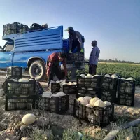 وانت تلفنی