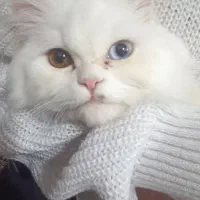 گربه پرشین ماده