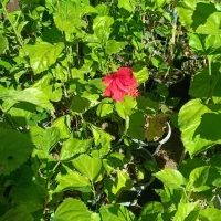 گل ونهال وگلدان درمهرستان